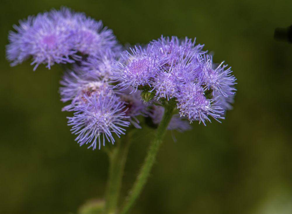 ageratum (pexels.com/skyler)