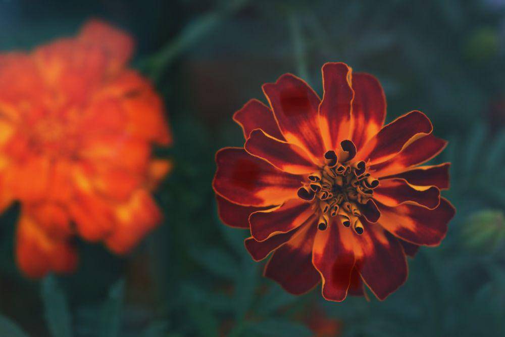 marigolds (pexels.com/dids)