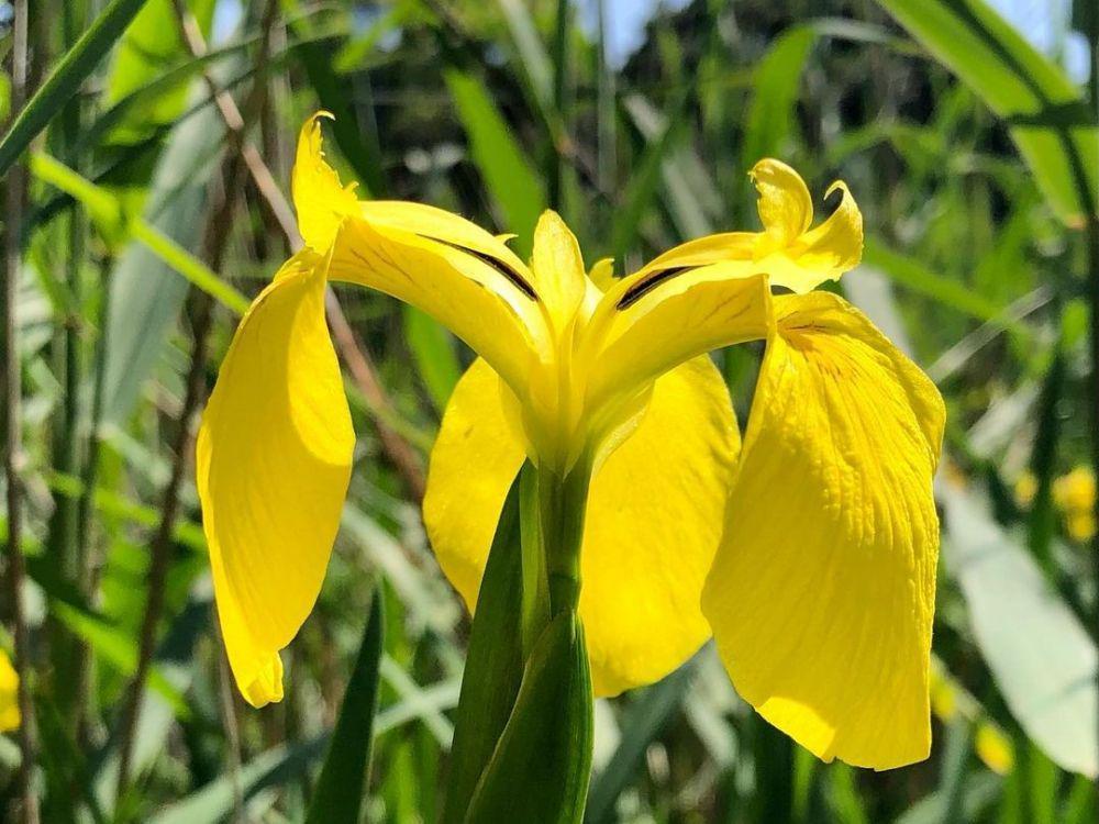 potret bunga iris kuning (instagram.com/masato2196)