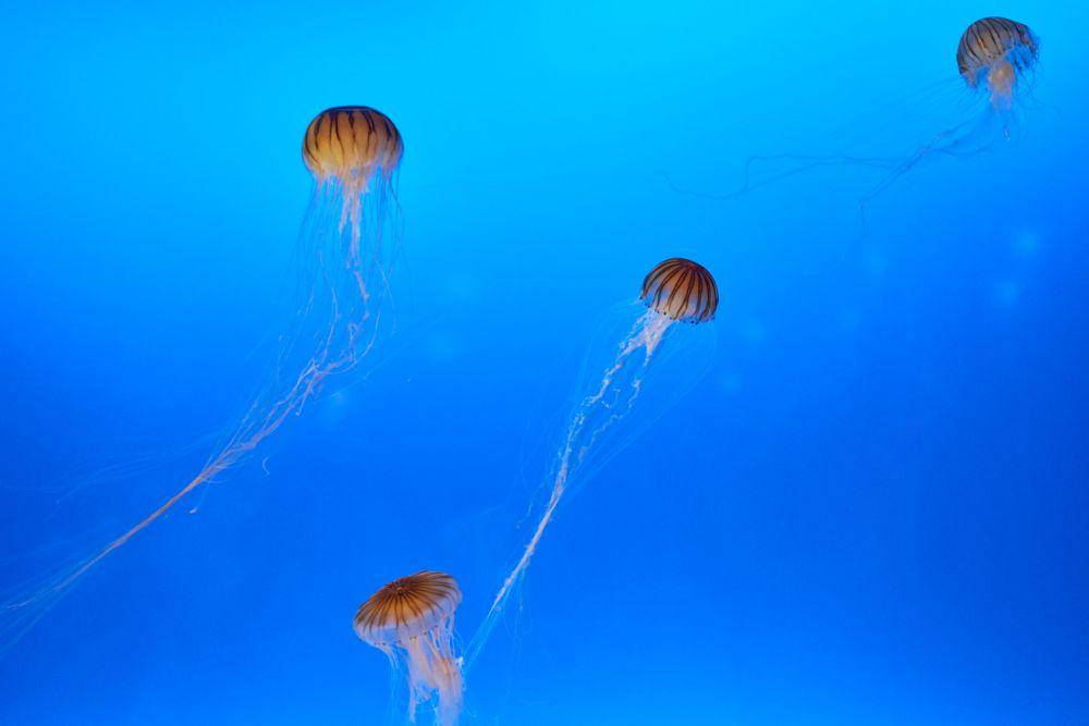 Osaka Aquarium Kaiyukan (unsplash.com/Ryoji Hayasaka)