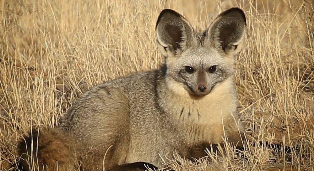 Bat-Eared Fox (instagram.com/africathisiswhyilivehere)