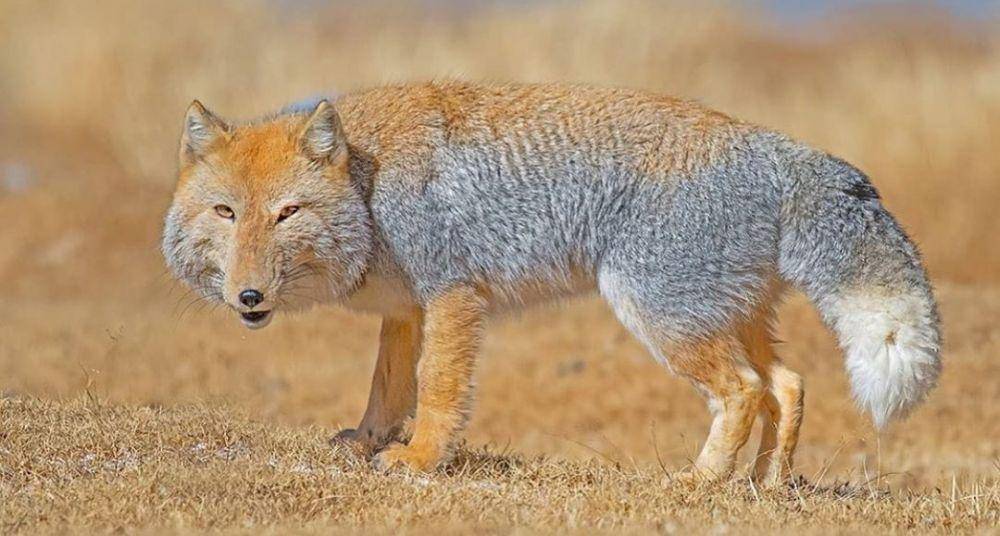 Tibetan Sand Fox (instagram.com/wildlife.adventure)