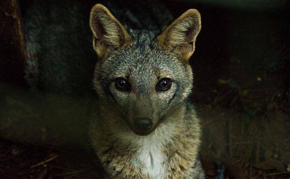 Crab-Eating Fox (instagram.com/pedrohenriquetunes)