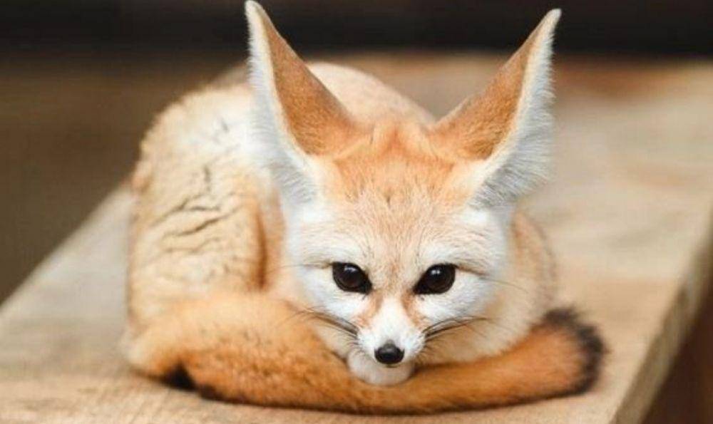 Fennec Fox (instagram.com/fennec.lovel)