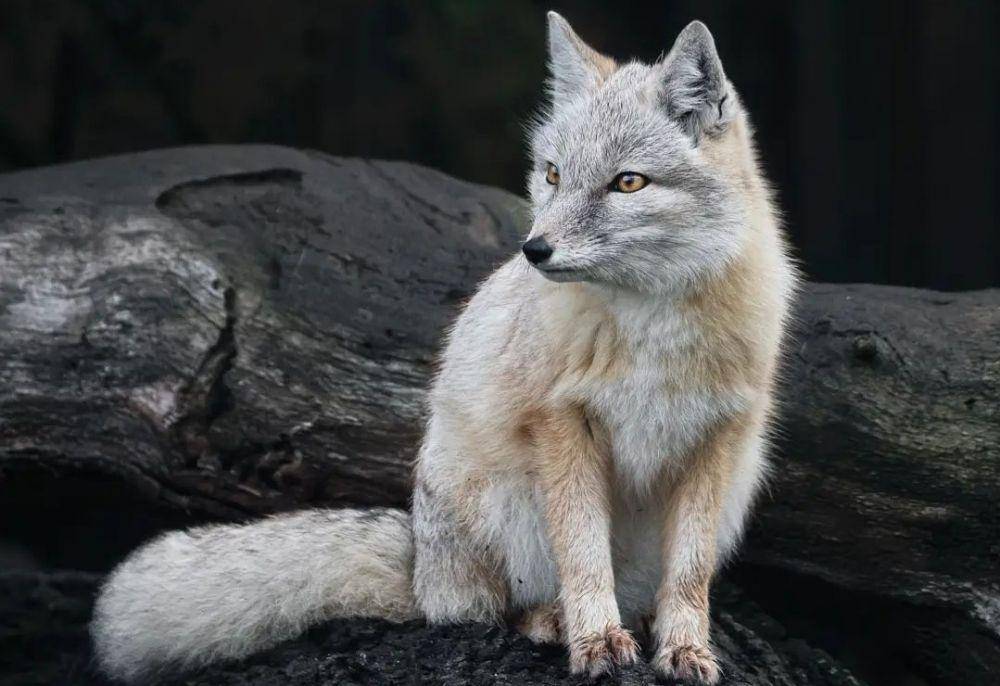 Corsac Fox (instagram.com/angelikat_photography)