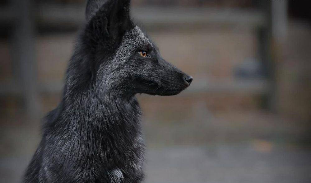 Silver Fox (instagram.com/colorfulcoloradocollective)