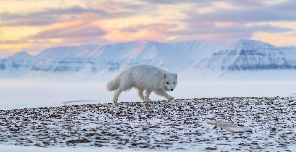 Arctic Fox (instagram.com/florian_ledoux_photographer)