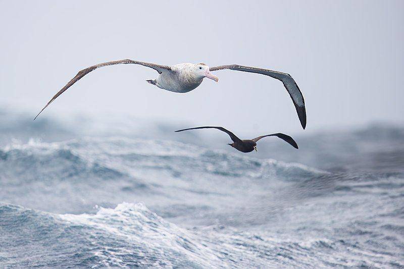 Albatros kelana manfaatkan energi angin untuk meluncur tanpa mengepakkan sayap. (commons.wikimedia.org/JJ Harrison)