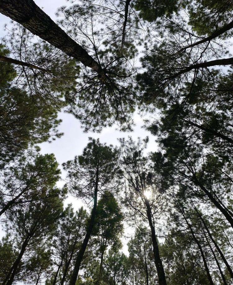 Hutan Pinus Rahong (instagram.com/rzkyunica)
