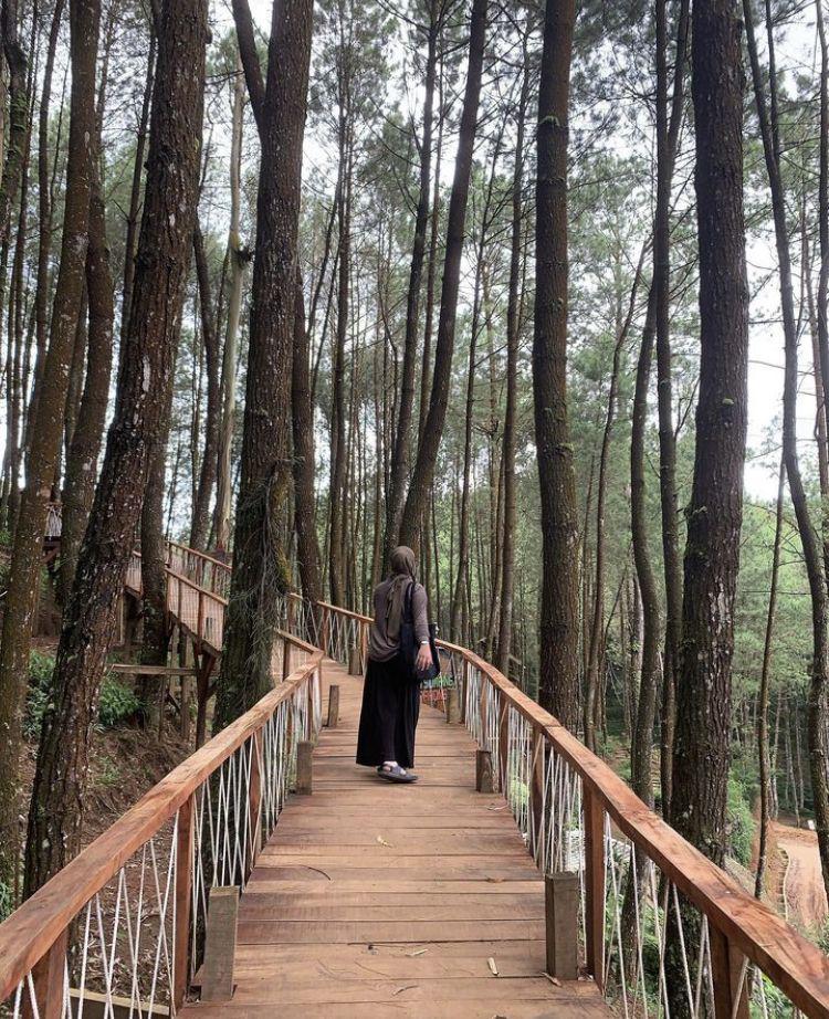 Hutan Pinus Rahong (instagram.com/nandafarhatunnisaa)