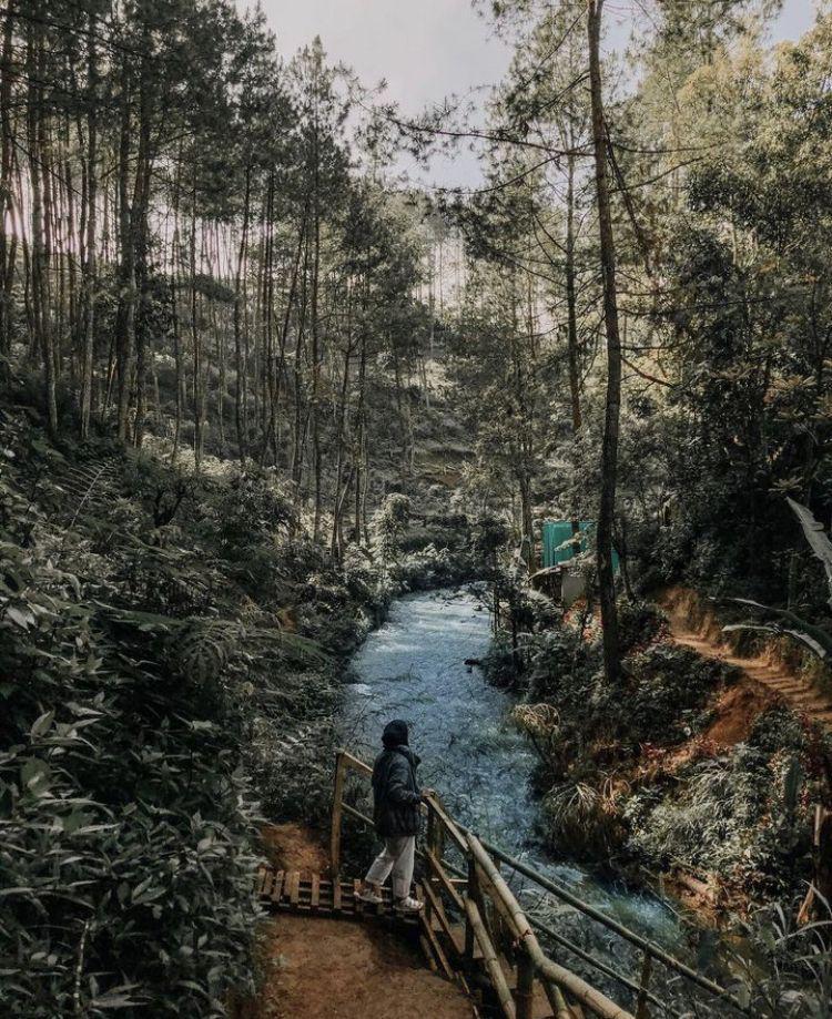 Hutan Pinus Rahong (instagram.com/explorer.idn)
