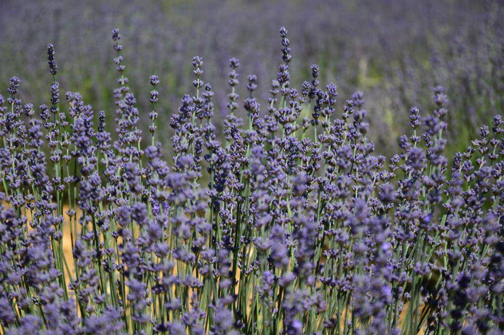 Ilustrasi bunga lavender (pexels.com/Guru Images)