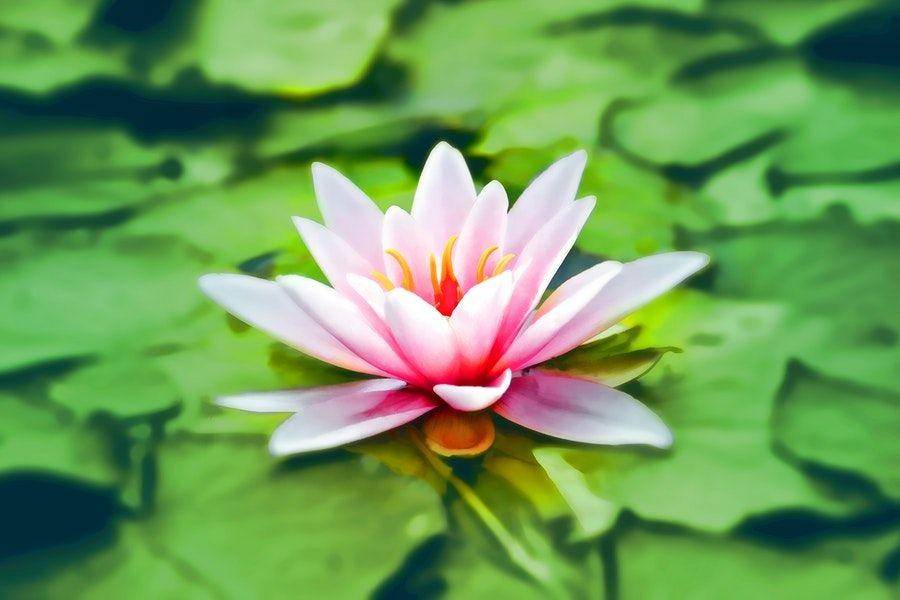 ilustrasi eceng gondok (pexels.com/Pixabay)