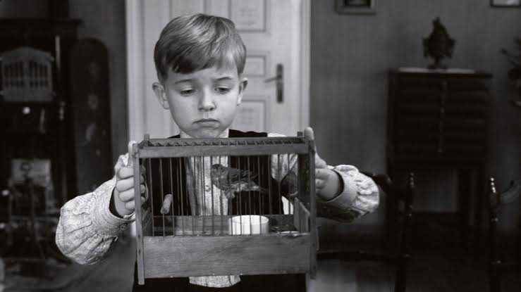 The White Ribbon (dok. X Filme/The White Ribbon)