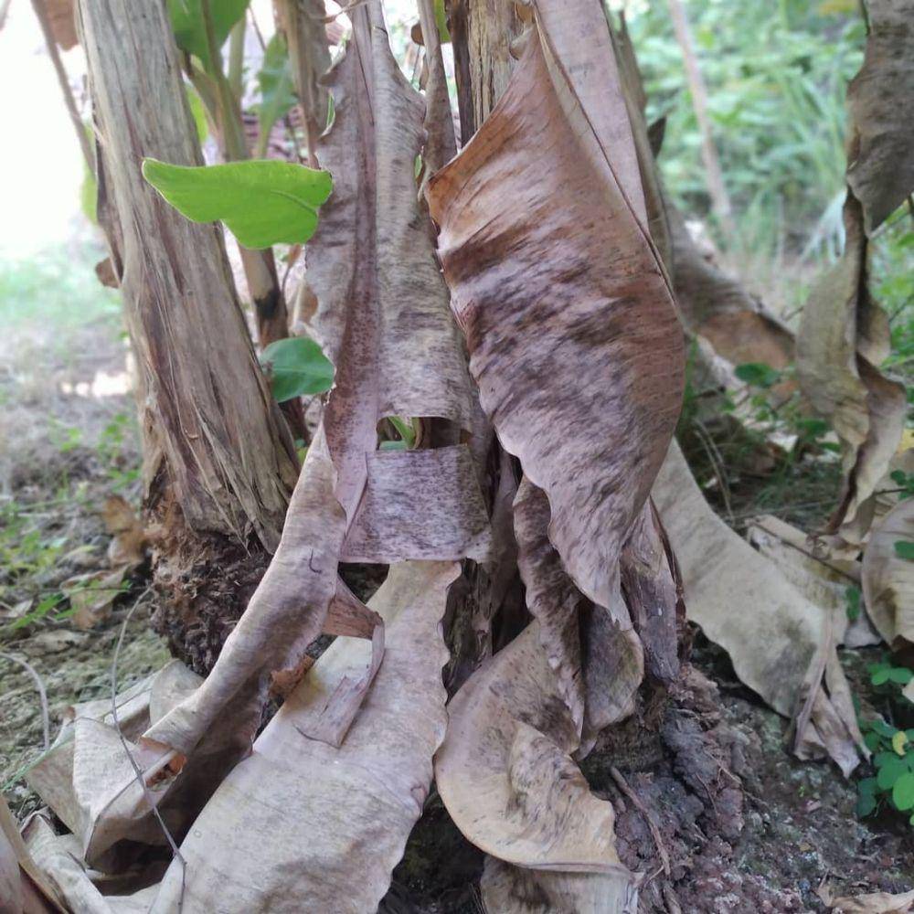 potret daun pisang (instagram.com/muns_fadh)