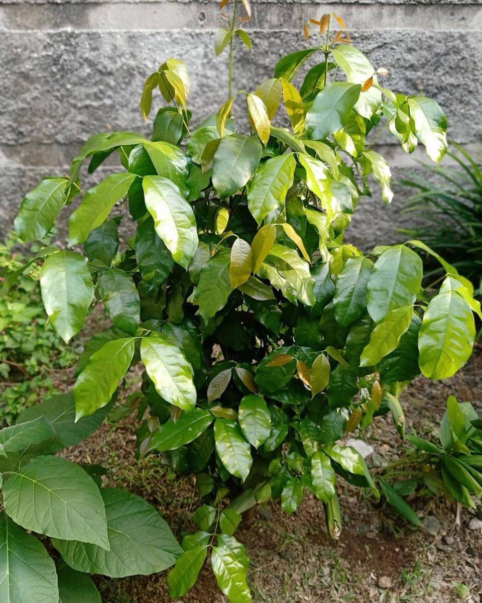 potret daun melinjo (instagram.com/ariesta_olshop_homespa)