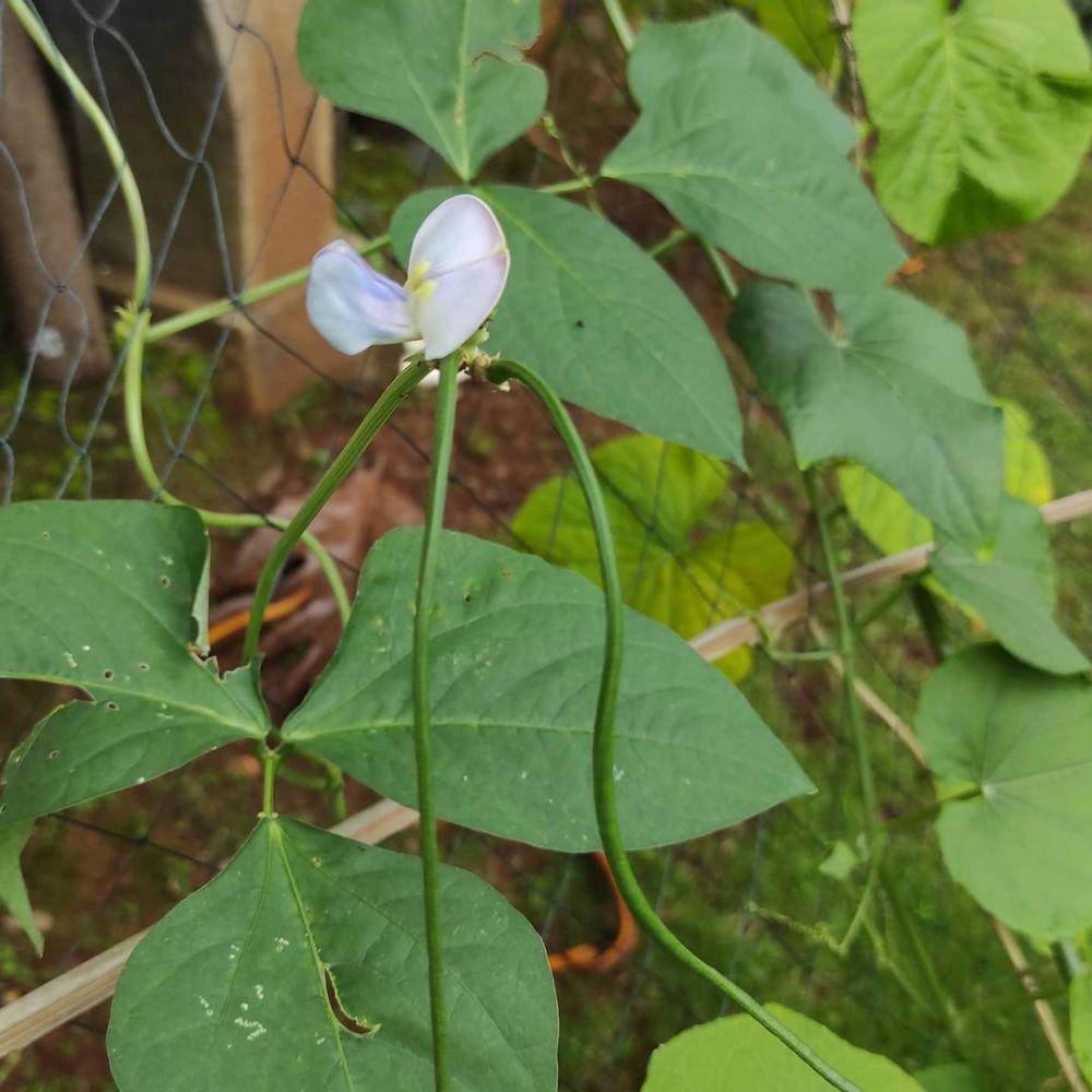 potret daun kacang panjang (instagram.com/dr.rubby)