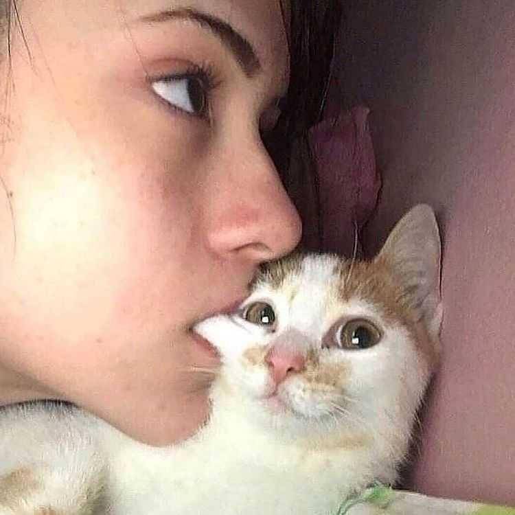 potret kucing pasrah dengan keadaan (instagram.com/kucingpintar.id)