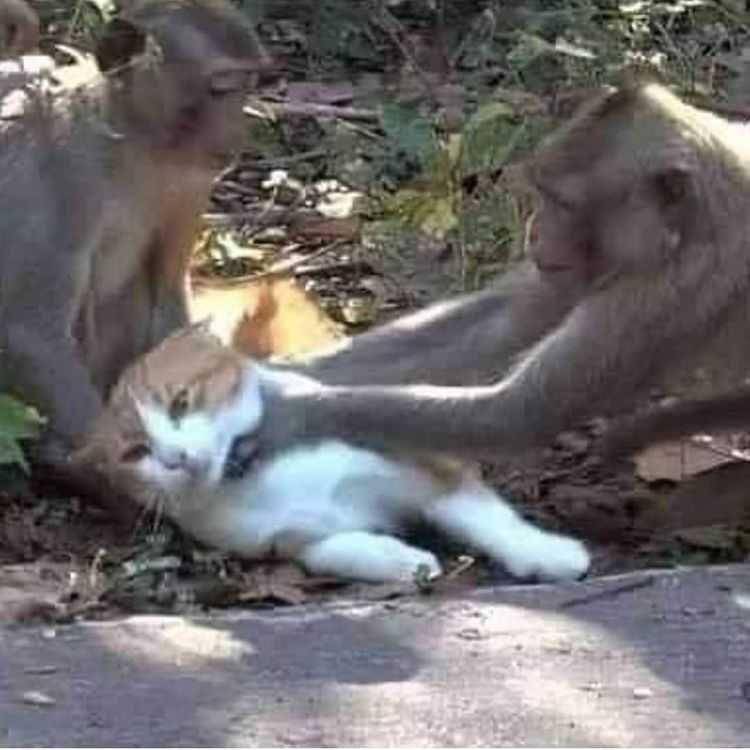 potret kucing pasrah dengan keadaan (instagram.com/kucinggua)