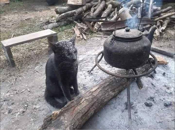 potret kucing pasrah dengan keadaan (instagram.com/kochii_kochii)