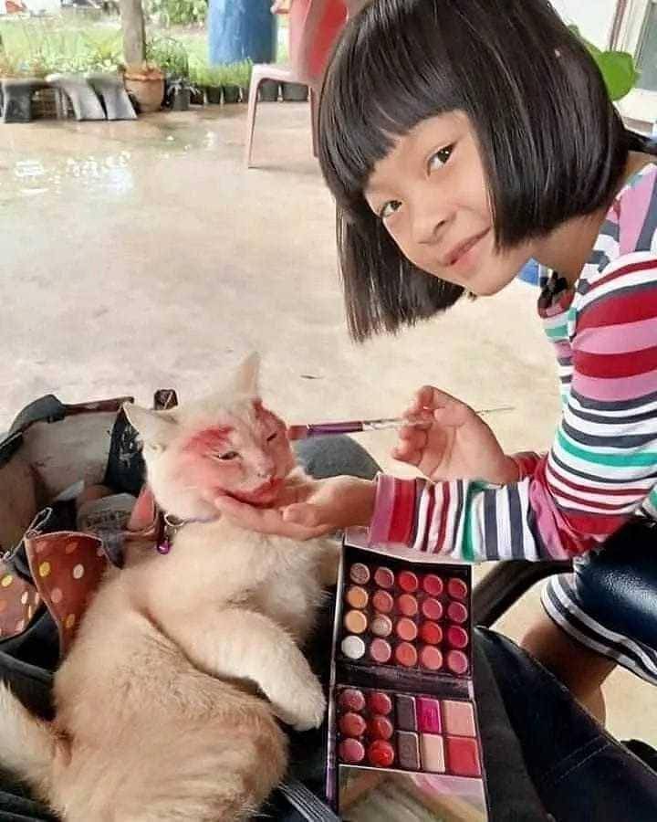 potret kucing pasrah dengan keadaan (instagram.com/kucinglucucomel)
