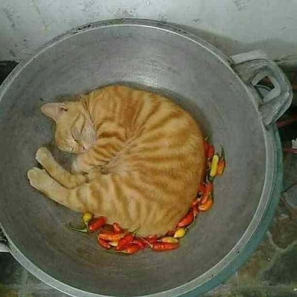 potret kucing pasrah dengan keadaan (instagram.com/kucingindo.ig)