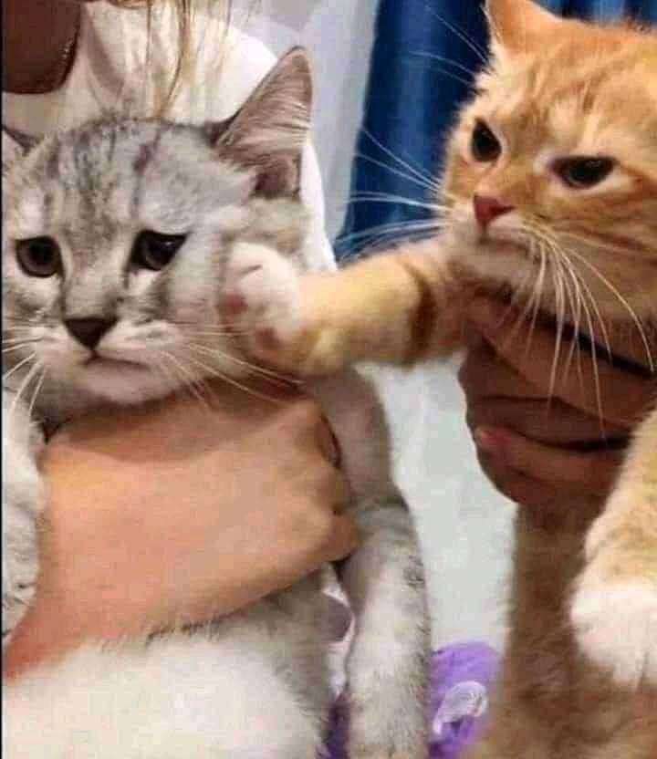 potret kucing pasrah dengan keadaan (instagram.com/kitzyofficial)