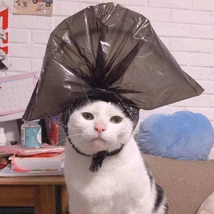 potret kucing pasrah dengan keadaan (instagram.com/kucinggua)
