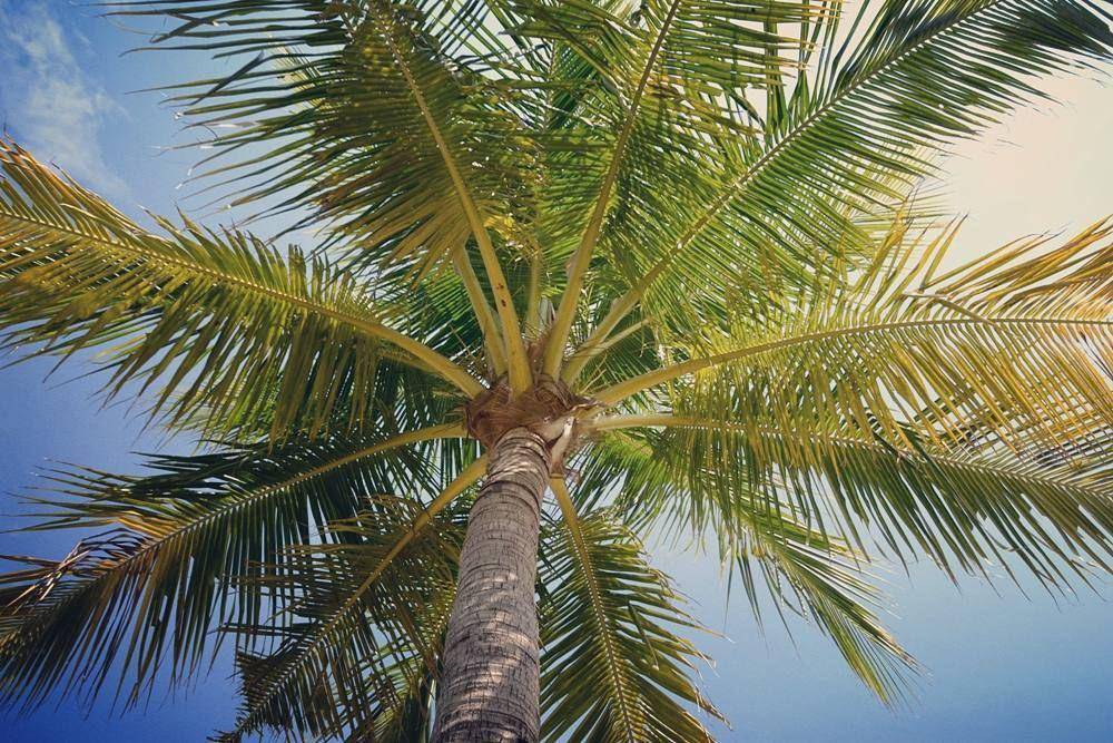 potret daun kelapa (instagram.com/pam.photos)