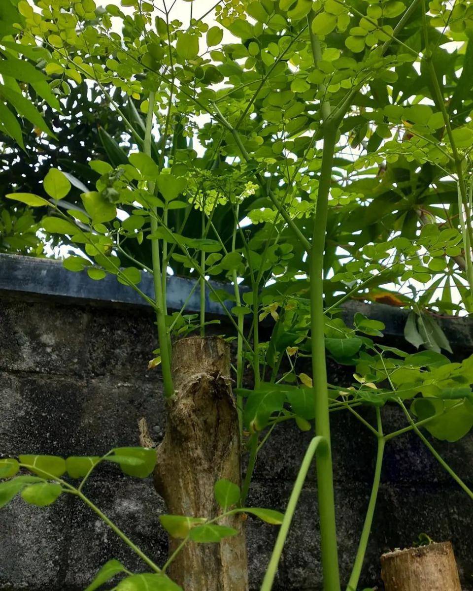 potret daun kelor (instagram.com/Iburumahkebun)