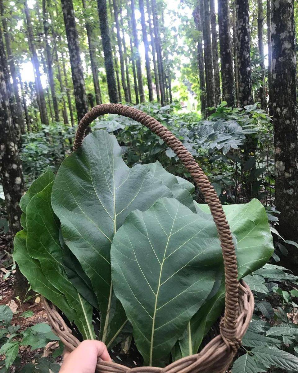 potret daun jati (instagram.com/hijosfarm)