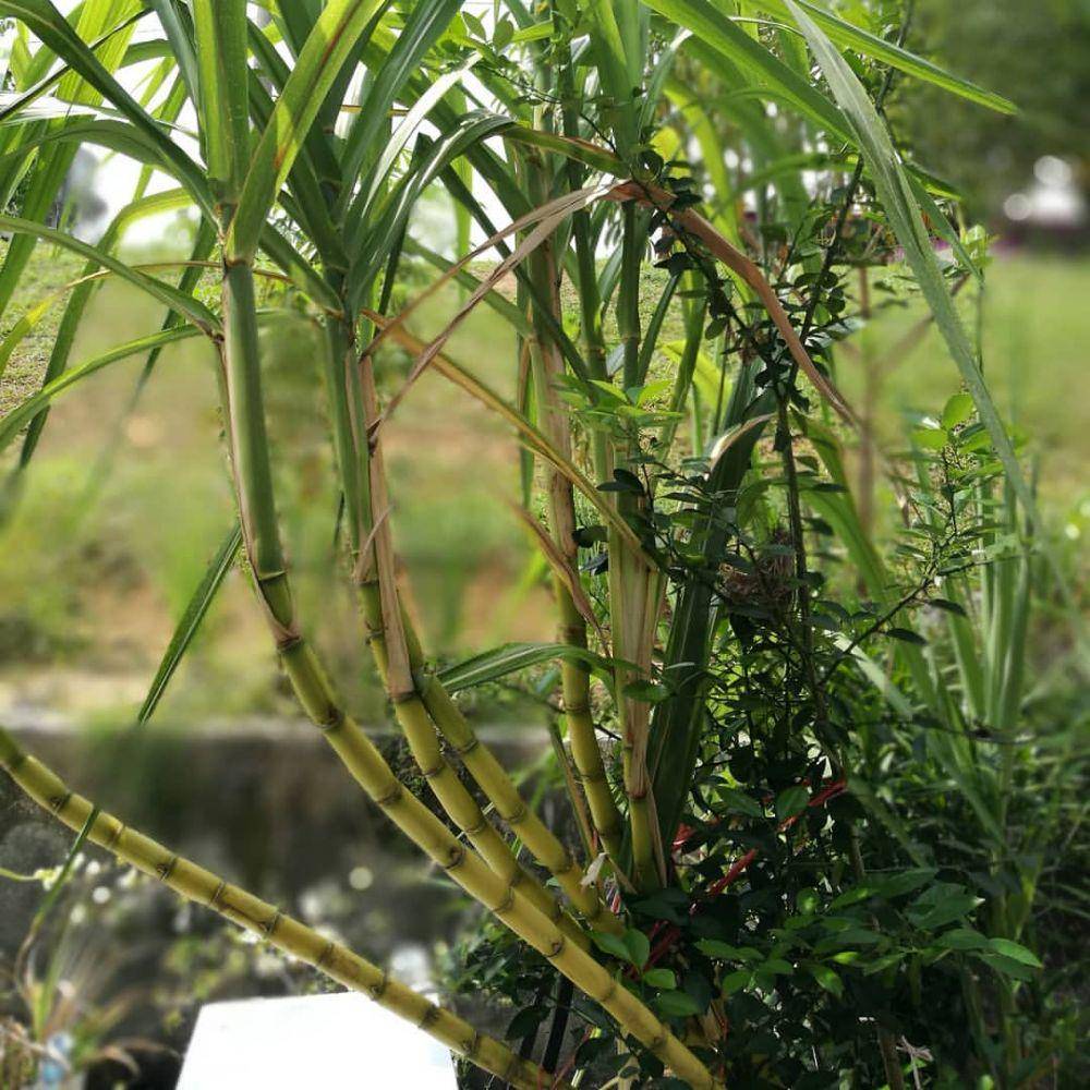 potret daun tebu (instagram.com/Liyu1974)
