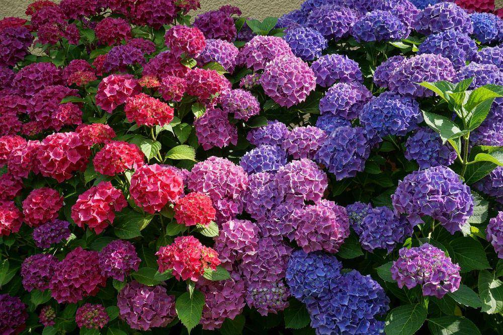 Bunga hydrangea dalam beragam warna (pixabay.com/a_knop-3622148)