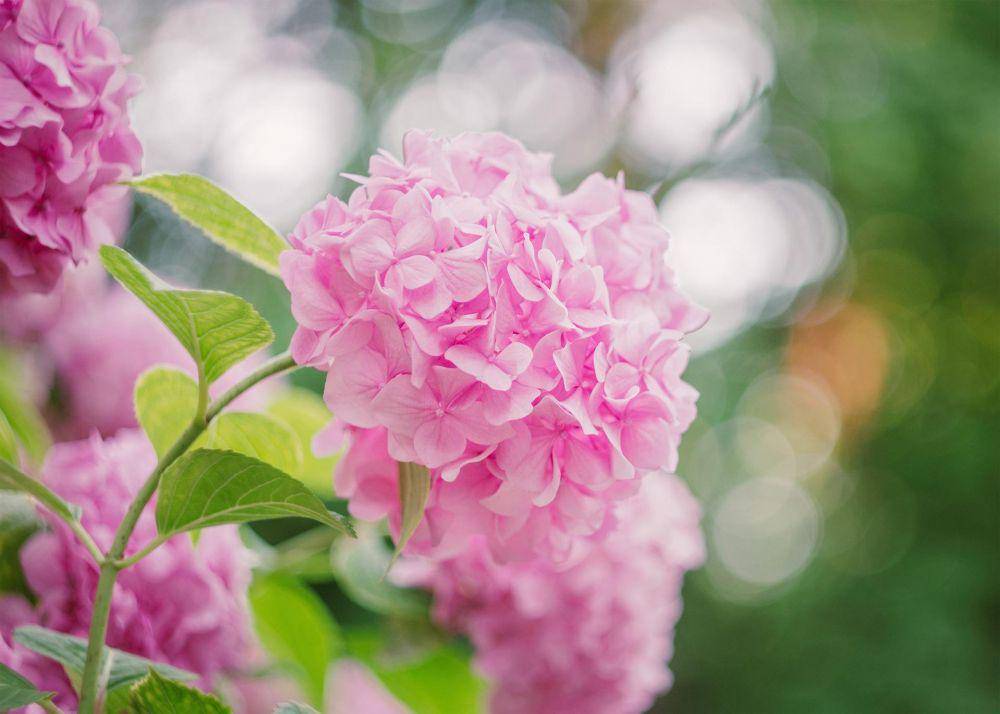 Bunga hydrangea pink (pixabay.com/dexd-9066717)