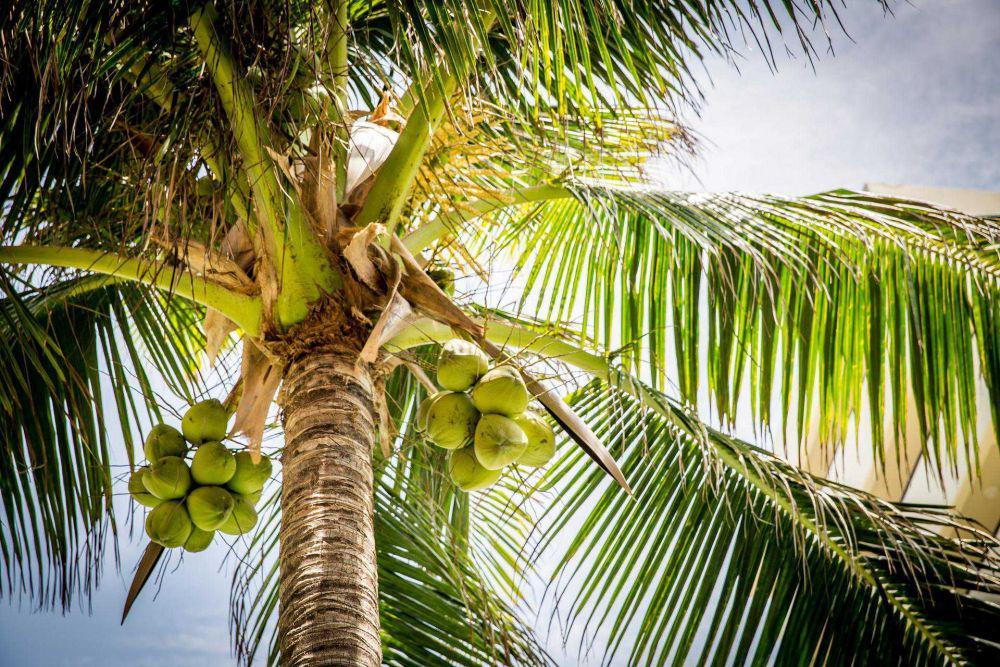 10 Bagian Pohon Kelapa dalam Bahasa Jawa, Ada Batok hingga Mancung!
