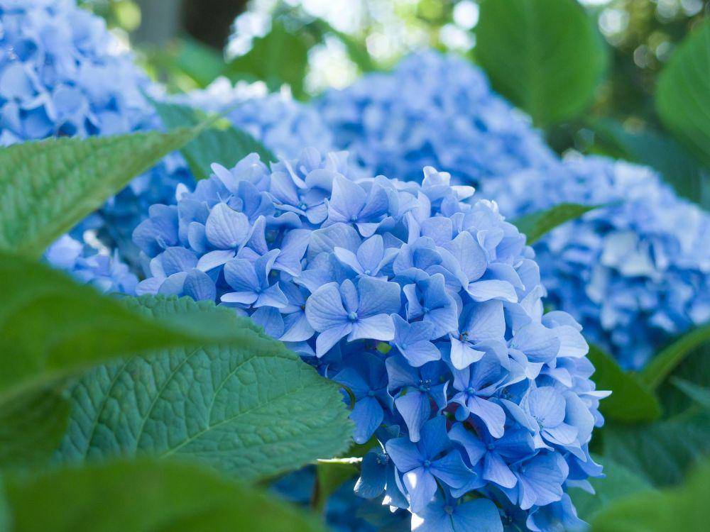 Bunga hydrangea biru (pixabay.com/shell_ghostcage-2016503)