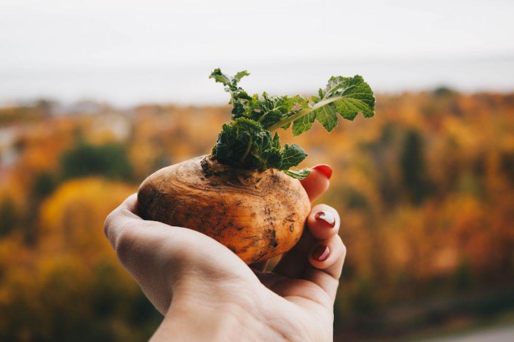 5 Tips Menanam Kentang di Pot agar Tumbuh Subur