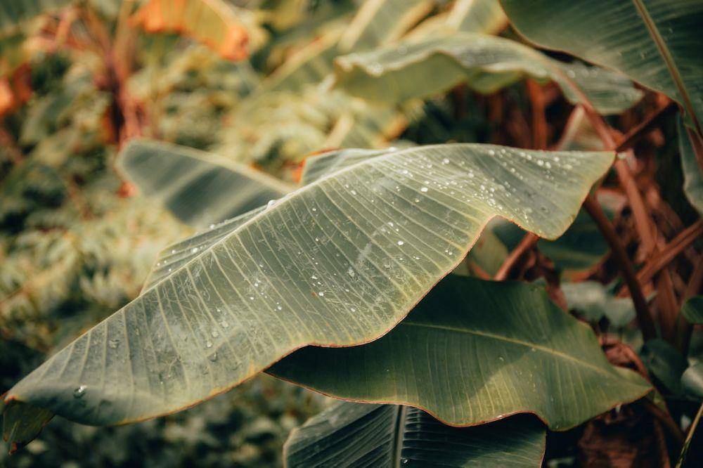 potret daun pisang (pexels.com/Maahid Photos)