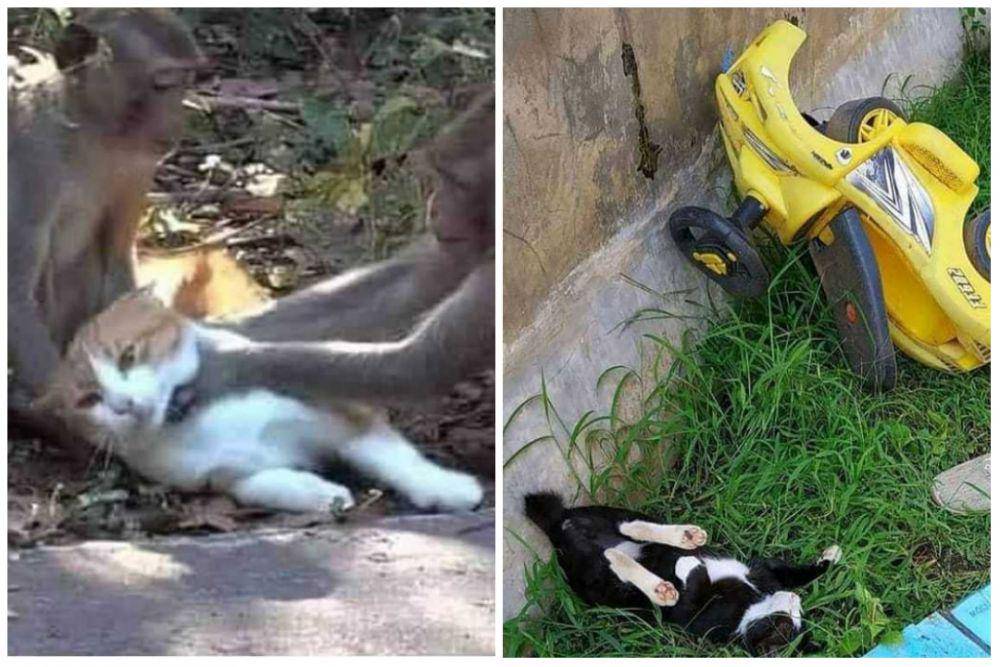 potret kucing pasrah dengan keadaan (instagram.com/kucinggua | instagram.com/kitzyofficial)