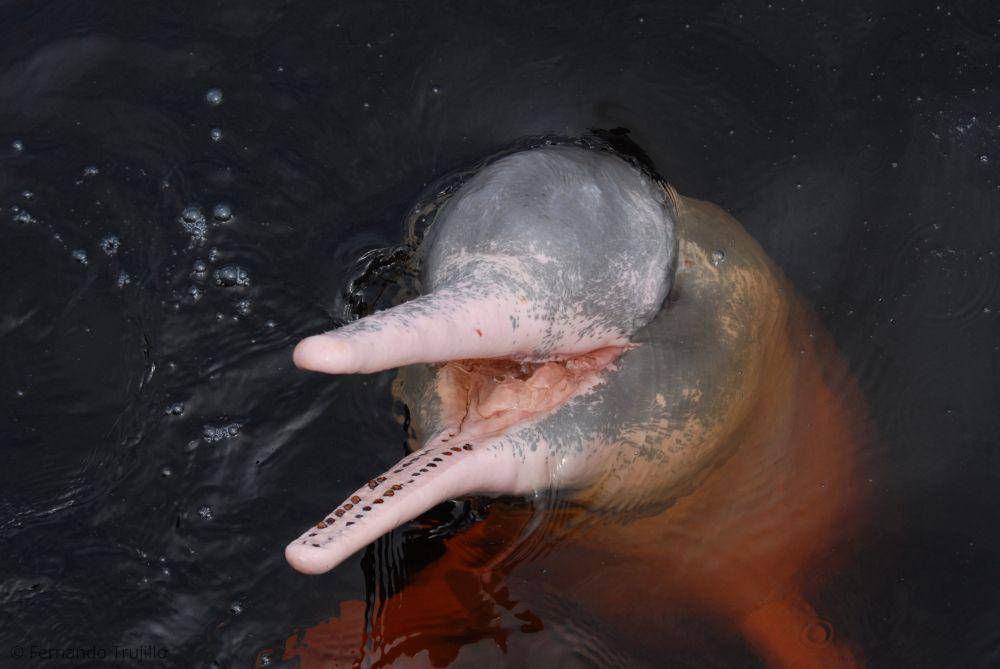Lumba-lumba Sungai Amazon atau boto (twitter.com/whalesorg)