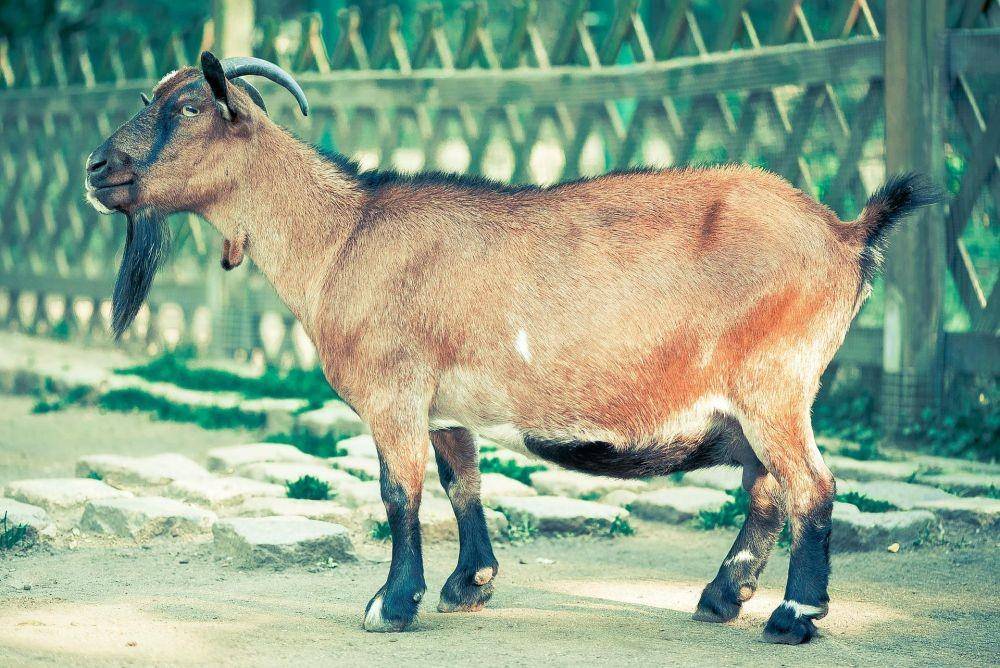 ilustrasi kambing (Pixabay.com/Nikiko)