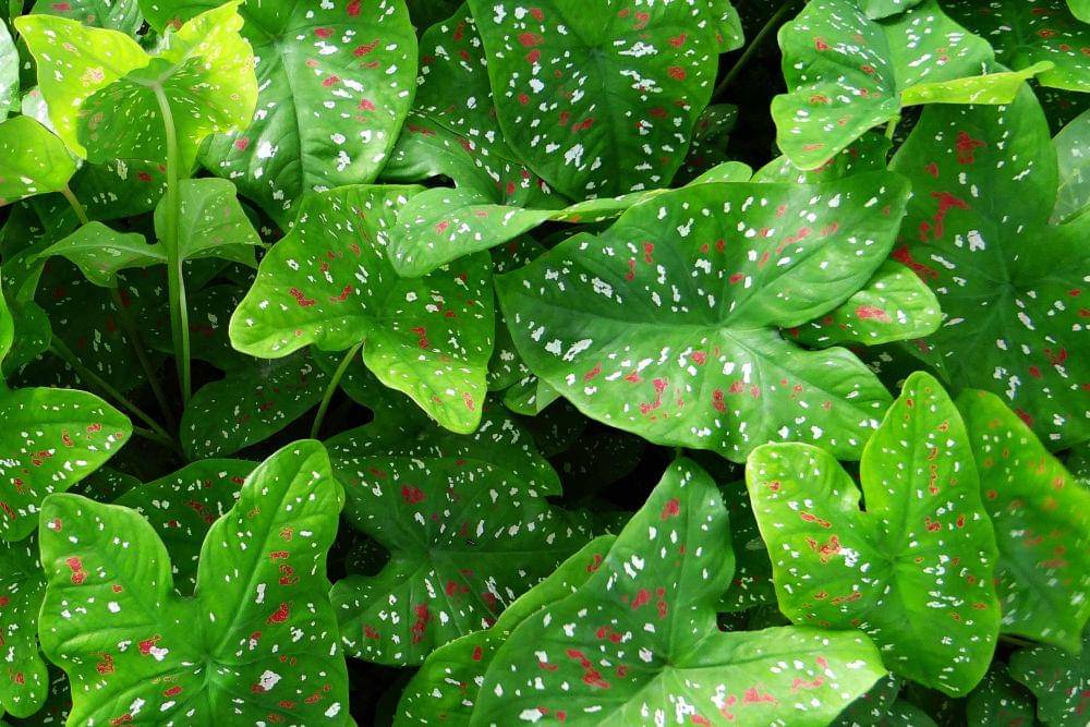ilustrasi tanaman keladi dengan warna daun cerah (pexels.com/Pixabay)