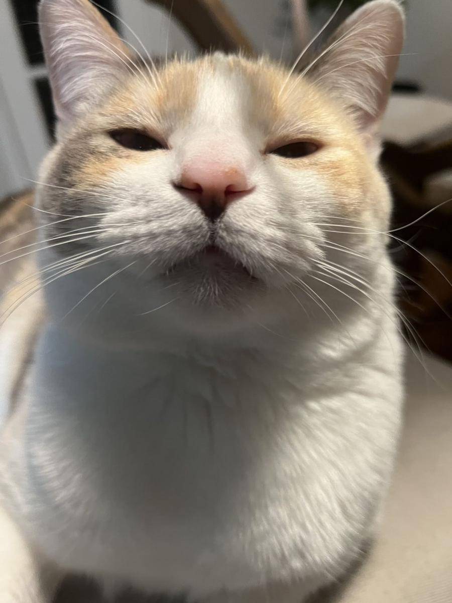 Muka julid kucing (twitter.com/fatfatpankocat)