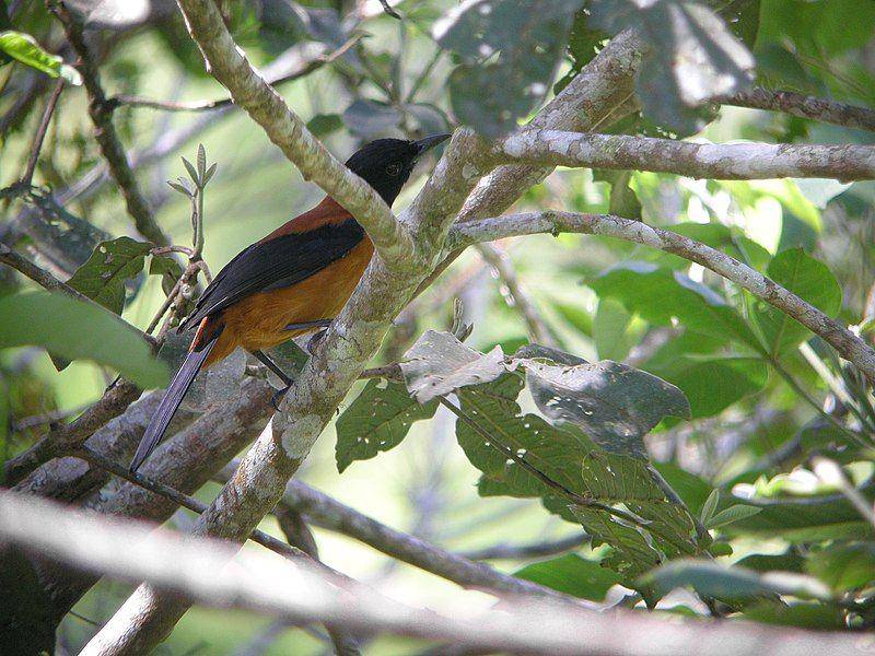 potret hooded pitohui di atas cabang pohon (commons.wikimedia.org/markaharper1)