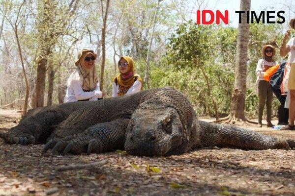 Komodo di Pulau Komodo. (IDN Times/Hana Adi Perdana