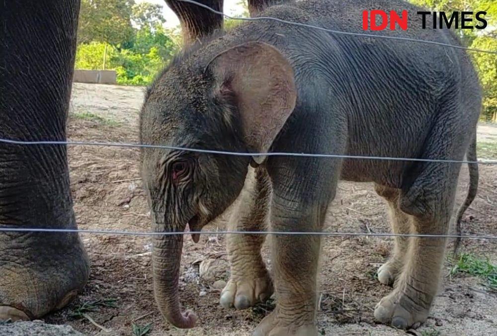 Kabar Gembira! Bayi Gajah Jantan Lahir di Taman Satwa Lembah Hijau