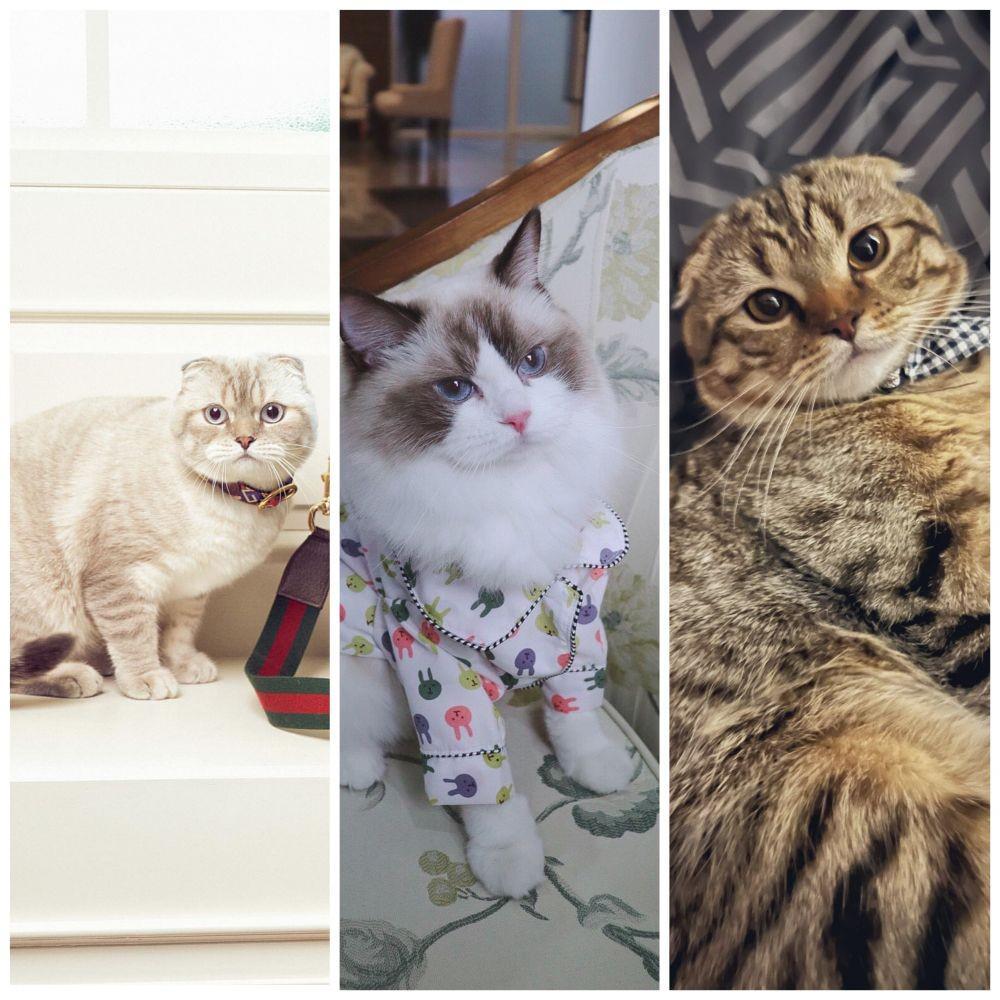 10 Akun Instagram Kucing Milik Artis Thailand
