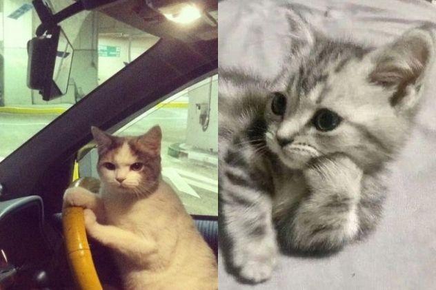 9 Bukti Kucing Mirip Manusia, Lucu dan Gemas Banget!