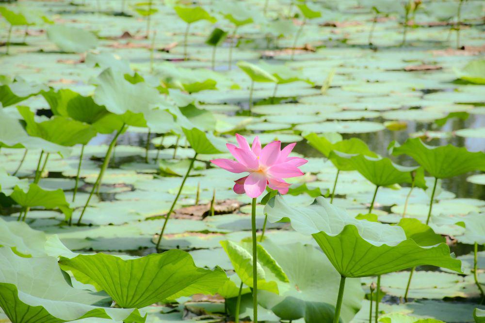 ilustrasi bunga lotus yang bertumbuh subur di kolam (pexels.com/Mr Y)
