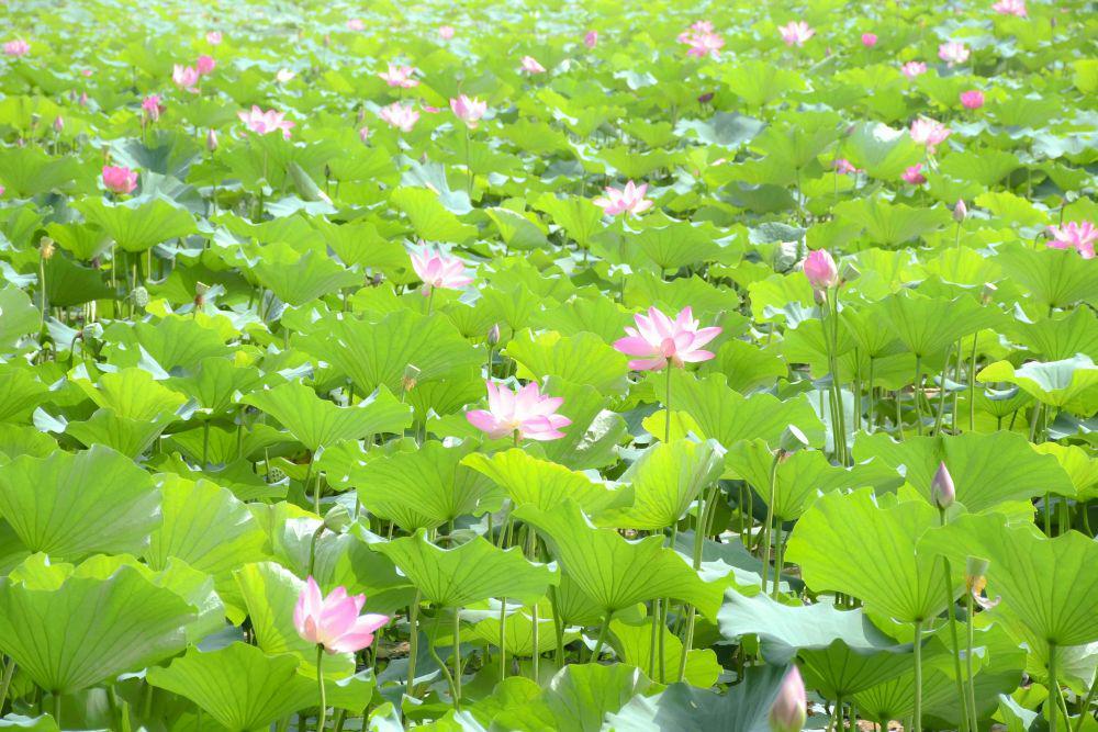 ilustrasi pertumbuhan tanaman lotus membutuhkan paparan sinar matahari (pexels.com/Mr Y)
